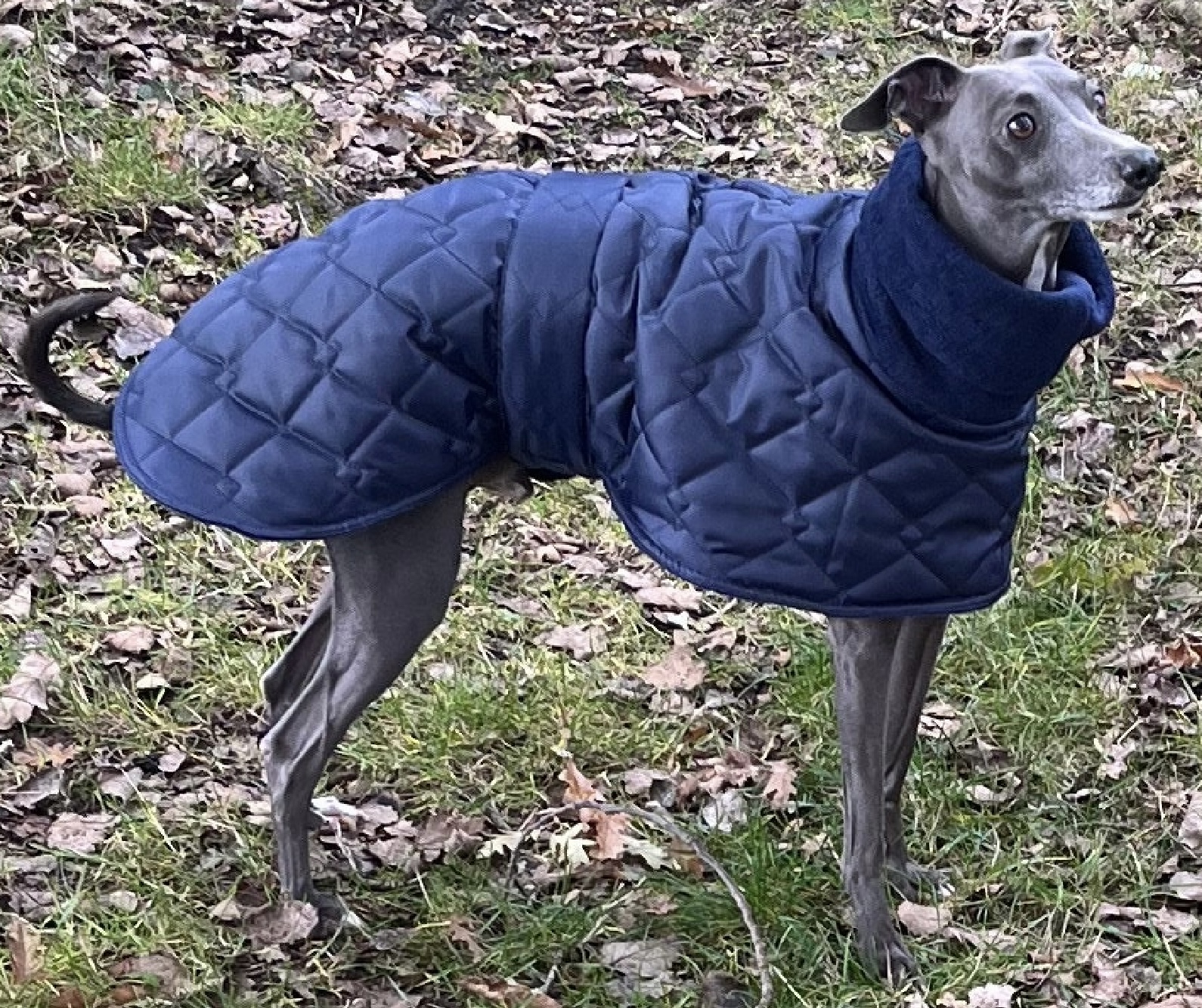 Navy blue Whippet coat , Greyhound, Lurcher and Italian Greyhound Coat