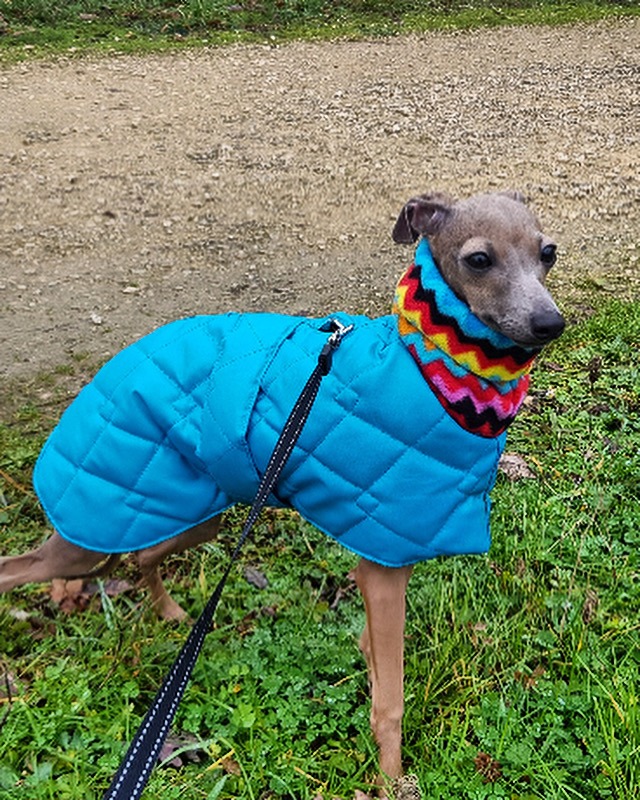 Italian Greyhound Winter Coat – Warm Quilted Coat for Italian Greyhounds - Image 10