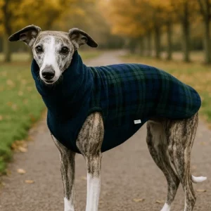 Whippet wearing sleeveless tartan fleece jumper black watch