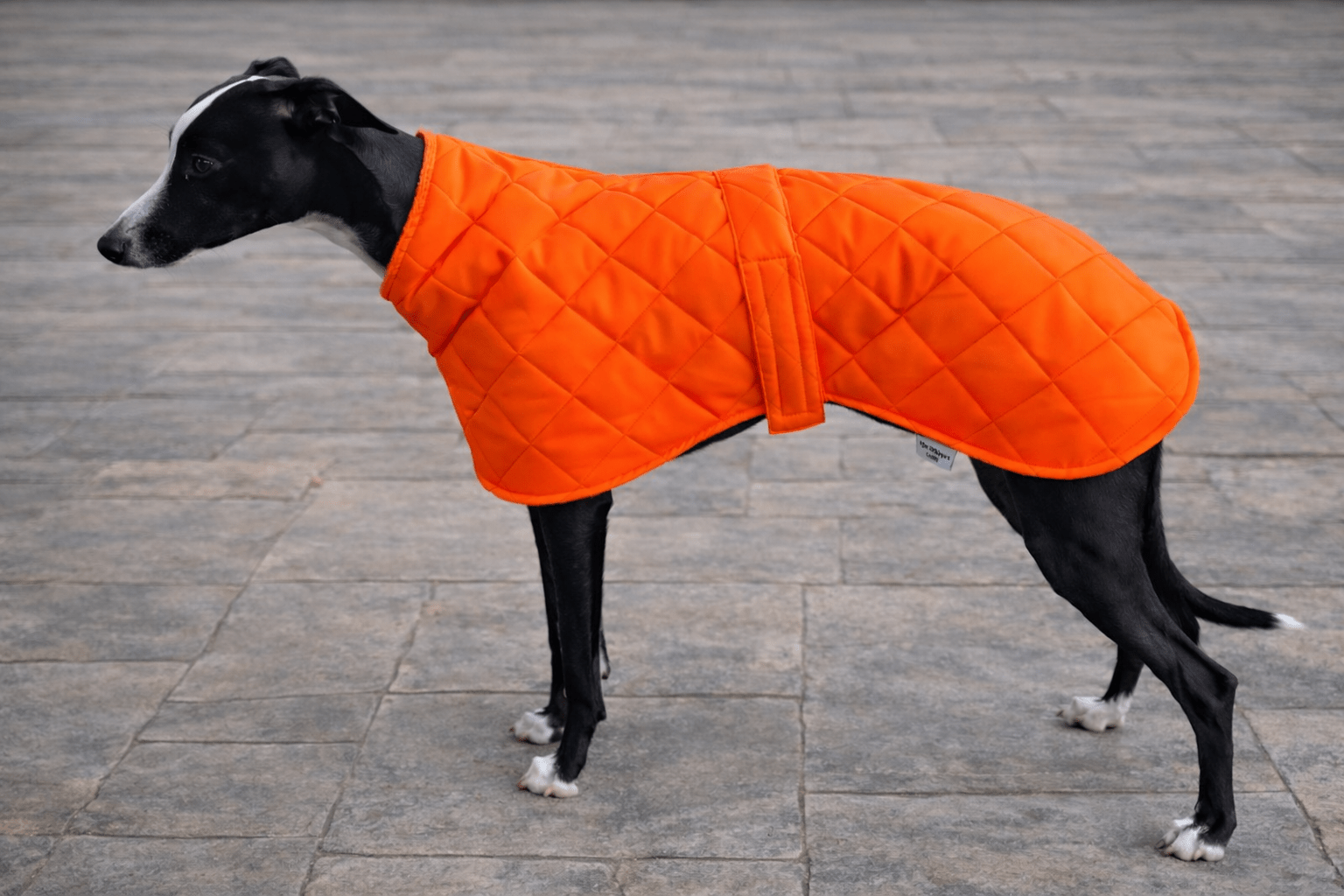 Hi Vis Whippet Coat Hi Vis Greyhound Coat - Image 3