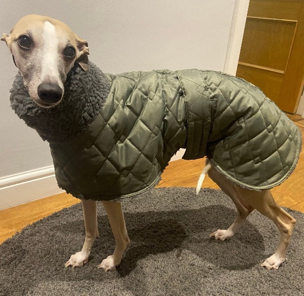 Waterproof Sherpa‑Lined Greyhound Coat – Whippet & Lurcher Sizes available - Image 2