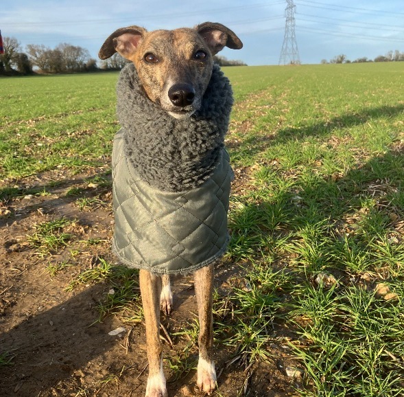 Waterproof Sherpa‑Lined Greyhound Coat – Whippet & Lurcher Sizes available - Image 3