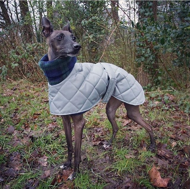 Italian Greyhound winter coats