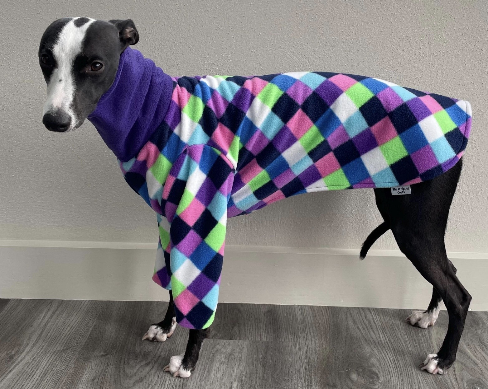 Whippet greyhound pyjamas