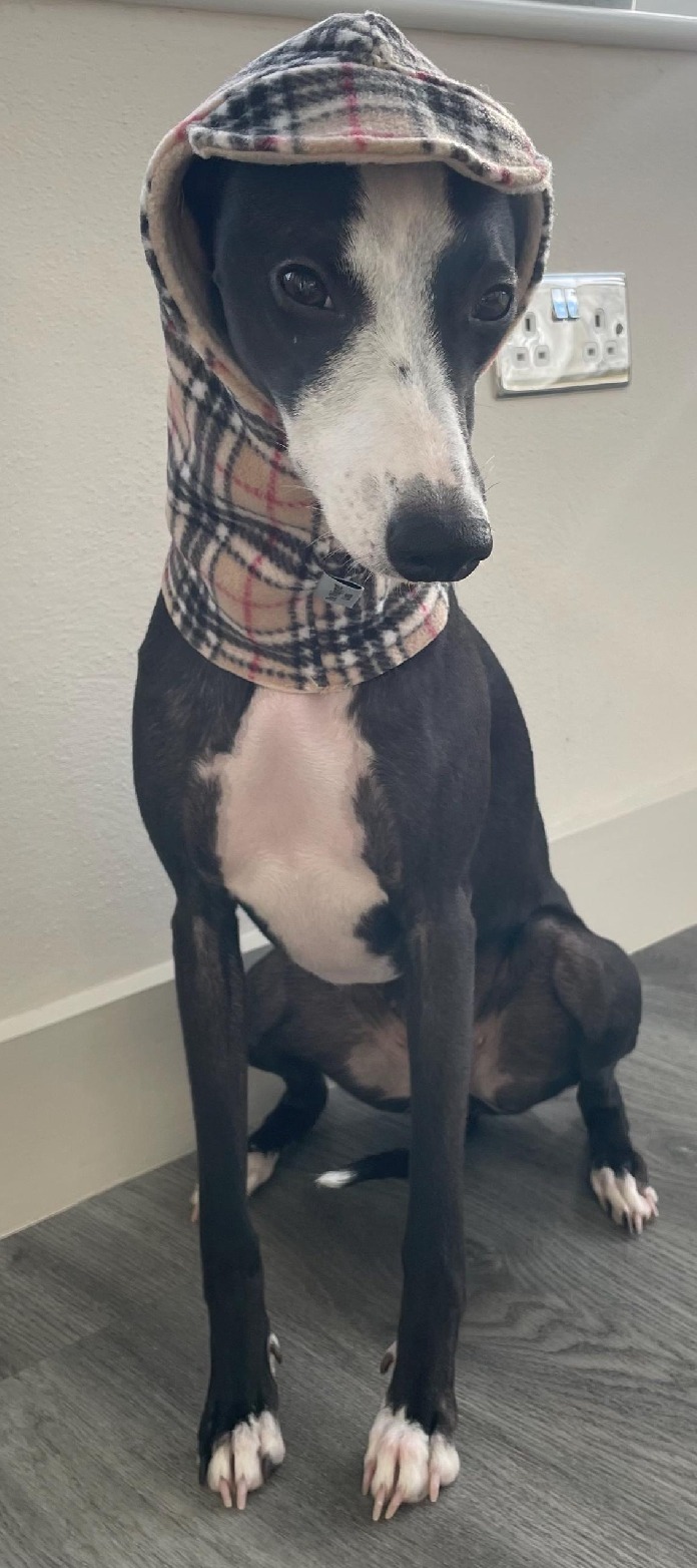 Polar Fleece Whippet & Greyhound Snood Hat – Soft, Warm Neck Warmer for Sighthounds