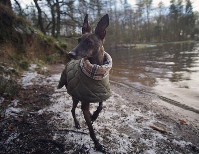 Italian Greyhound Winter Coat – Warm Quilted Coat for Italian Greyhounds - Image 13