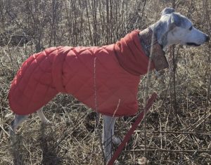 Whippet wearing red quilted winter coat outdoors customer photo
