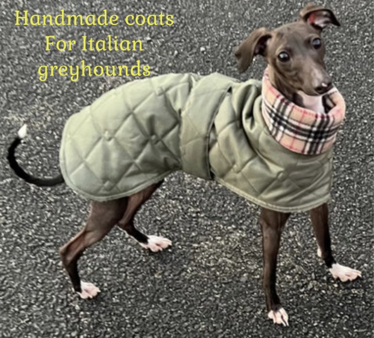 Italian Greyhound Winter Coat – Warm Quilted Coat for Italian Greyhounds - Image 9
