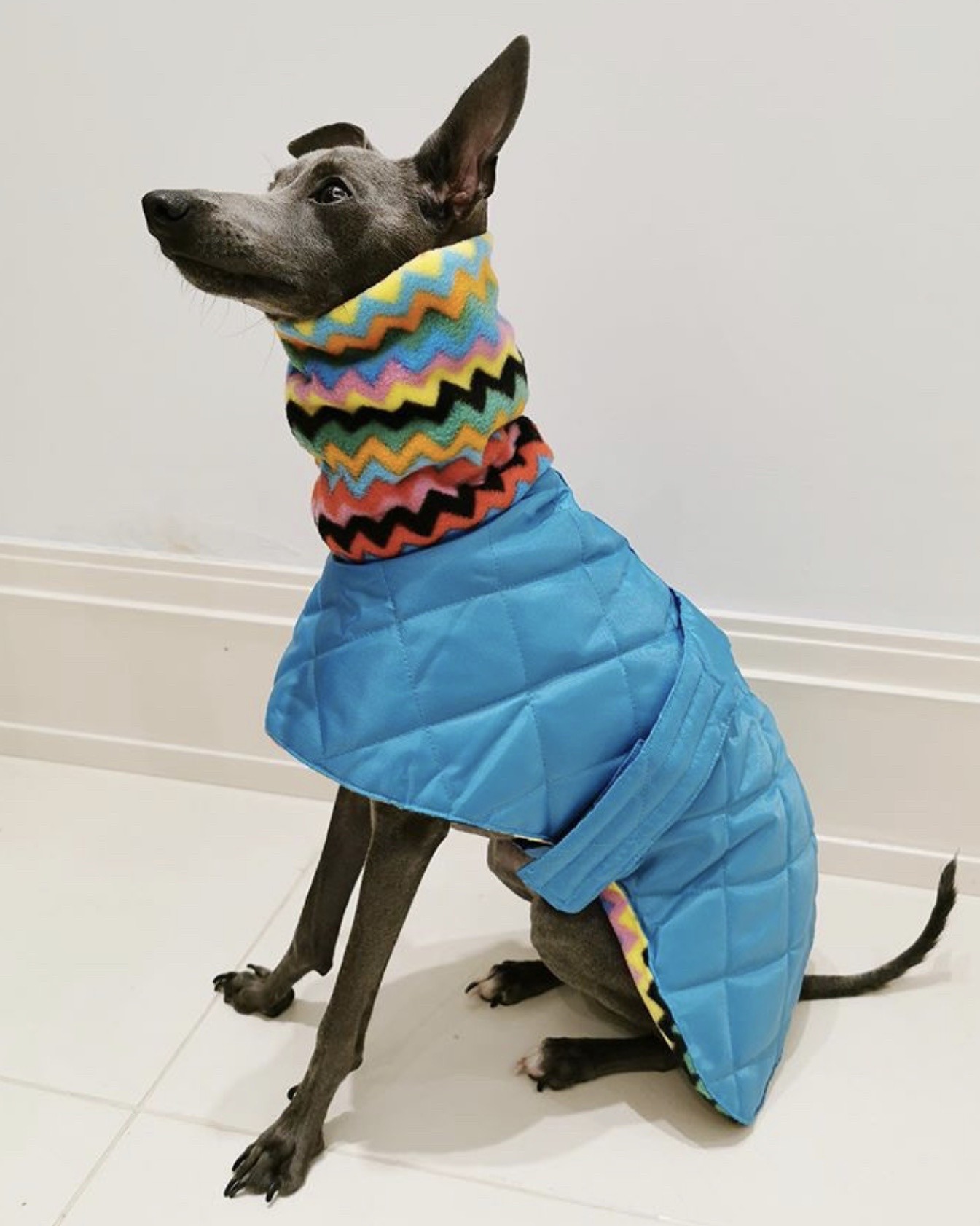 Italian Greyhound Winter Coat – Warm Quilted Coat for Italian Greyhounds - Image 11