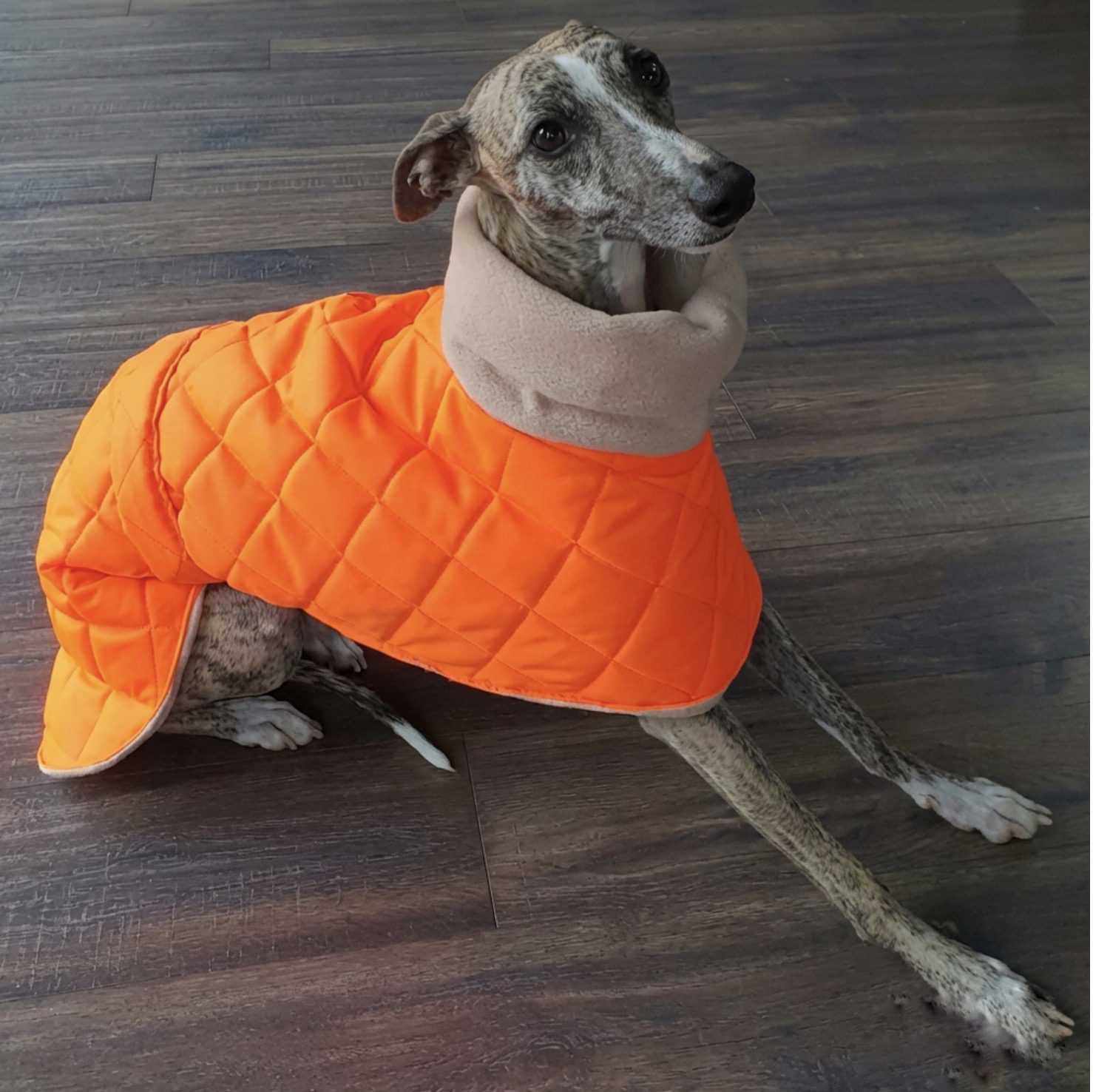 Hi Vis Whippet Coat – High Visibility Dog Coat for Greyhounds & Sighthounds, Quilted Waterproof Winter Dog Coat - Image 3