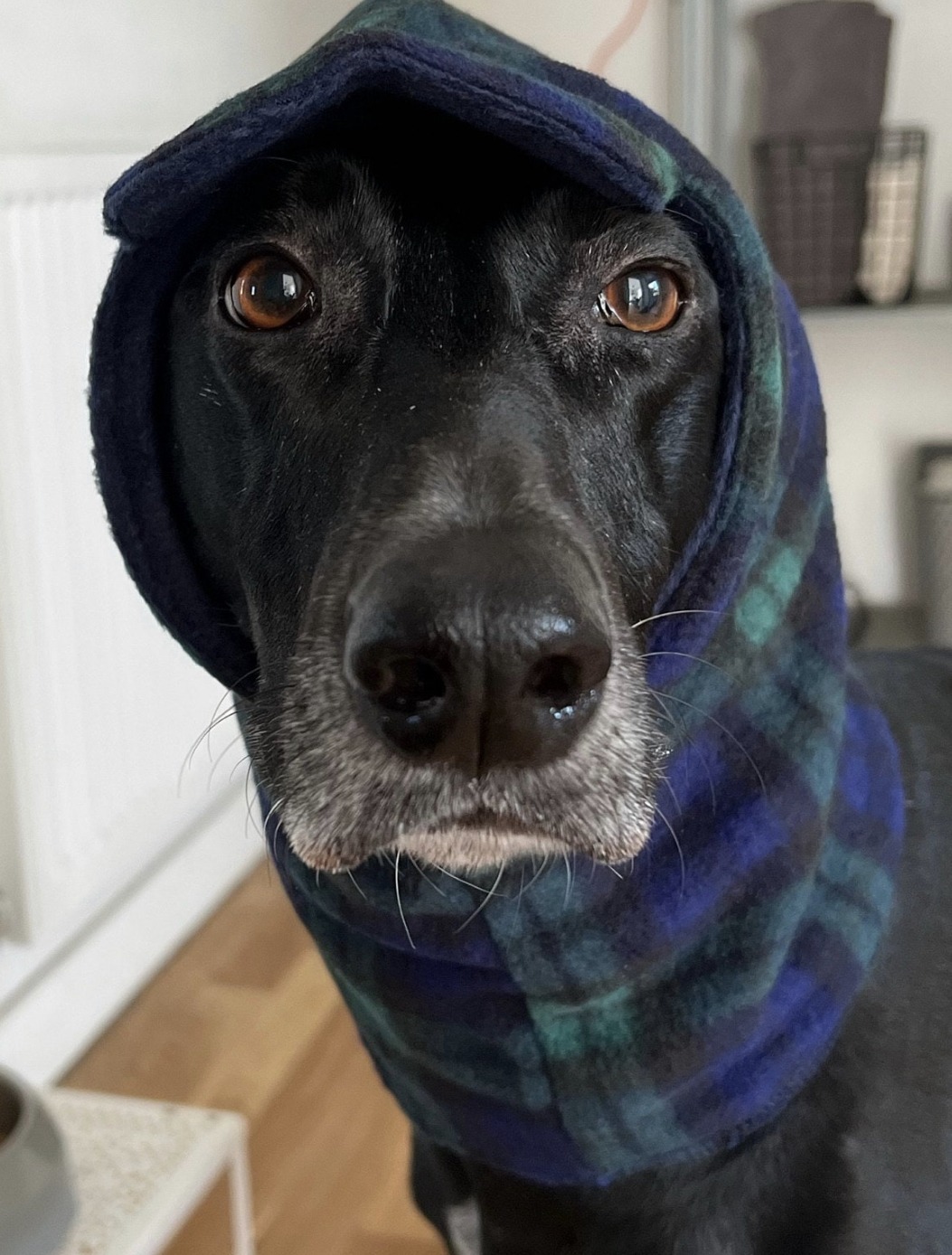 Polar Fleece Whippet & Greyhound Snood Hat – Soft, Warm Neck Warmer for Sighthounds - Image 2