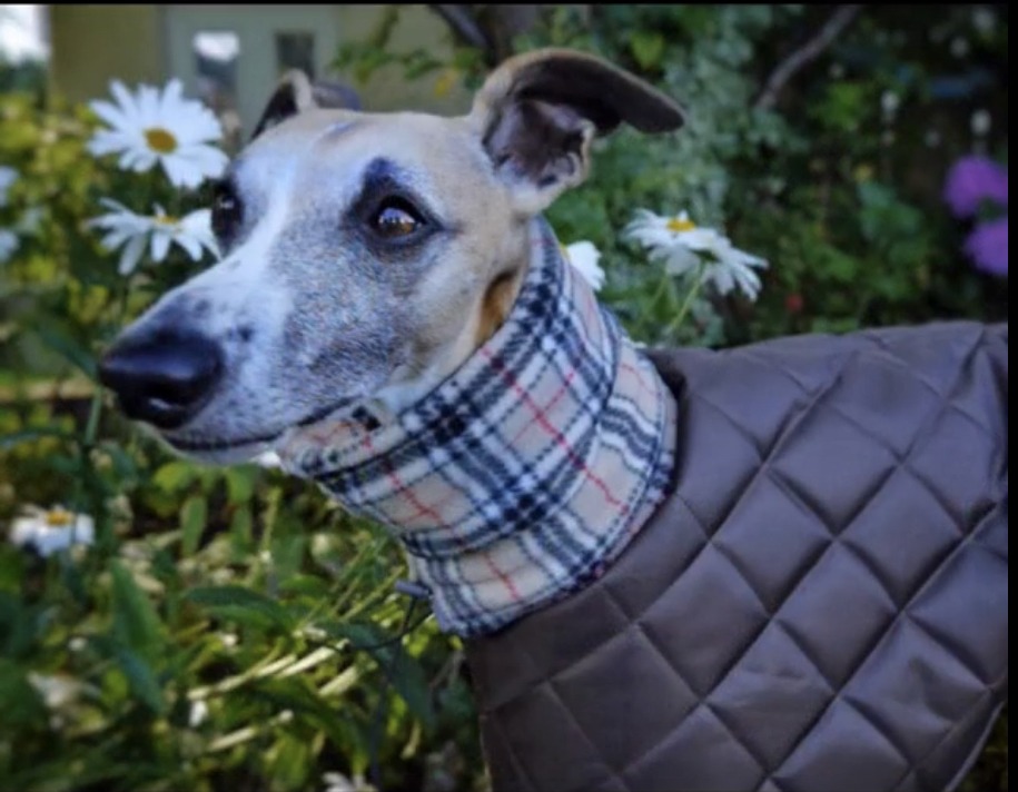 Waterproof whippet and greyhound coat, personalised with your dog's name - Image 4