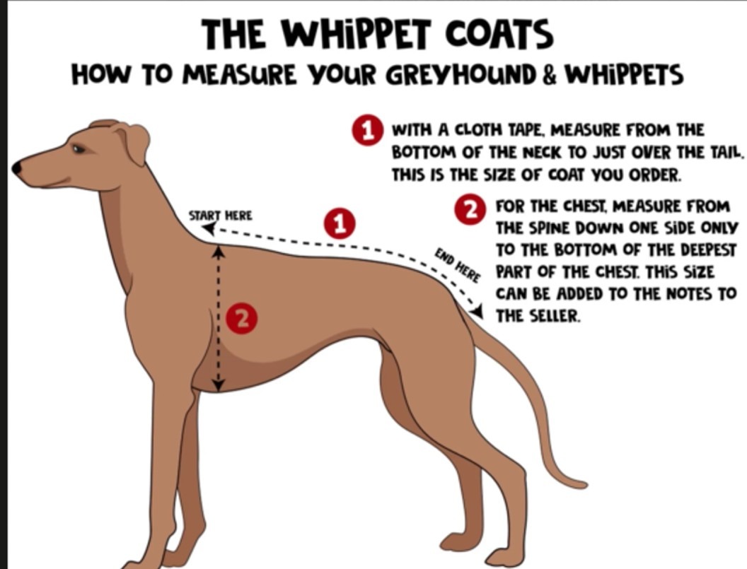 Hi Vis Whippet Coat Hi Vis Greyhound Coat - Image 4