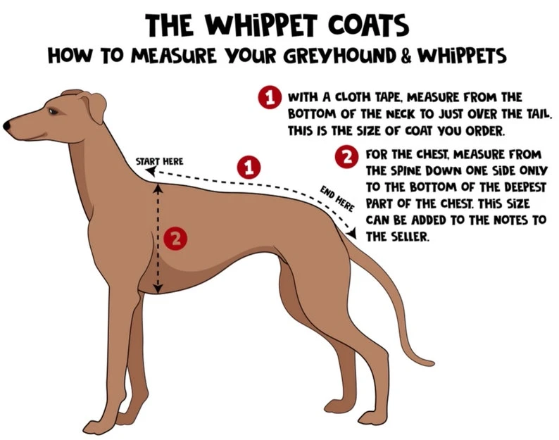 Navy blue Whippet coat , Greyhound, Lurcher and Italian Greyhound Coat - Image 3