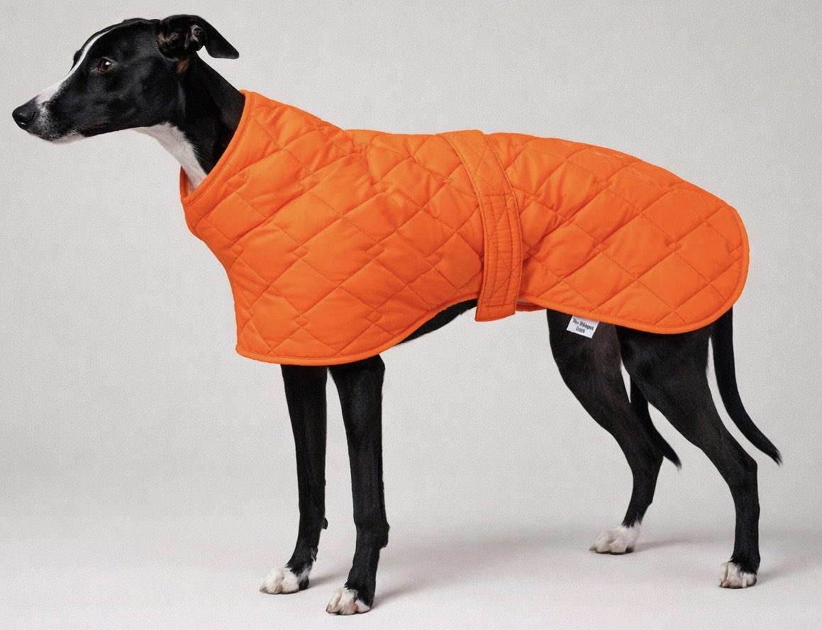 Whippet wearing hi vis orange quilted coat indoors fleece neck warm dog coat