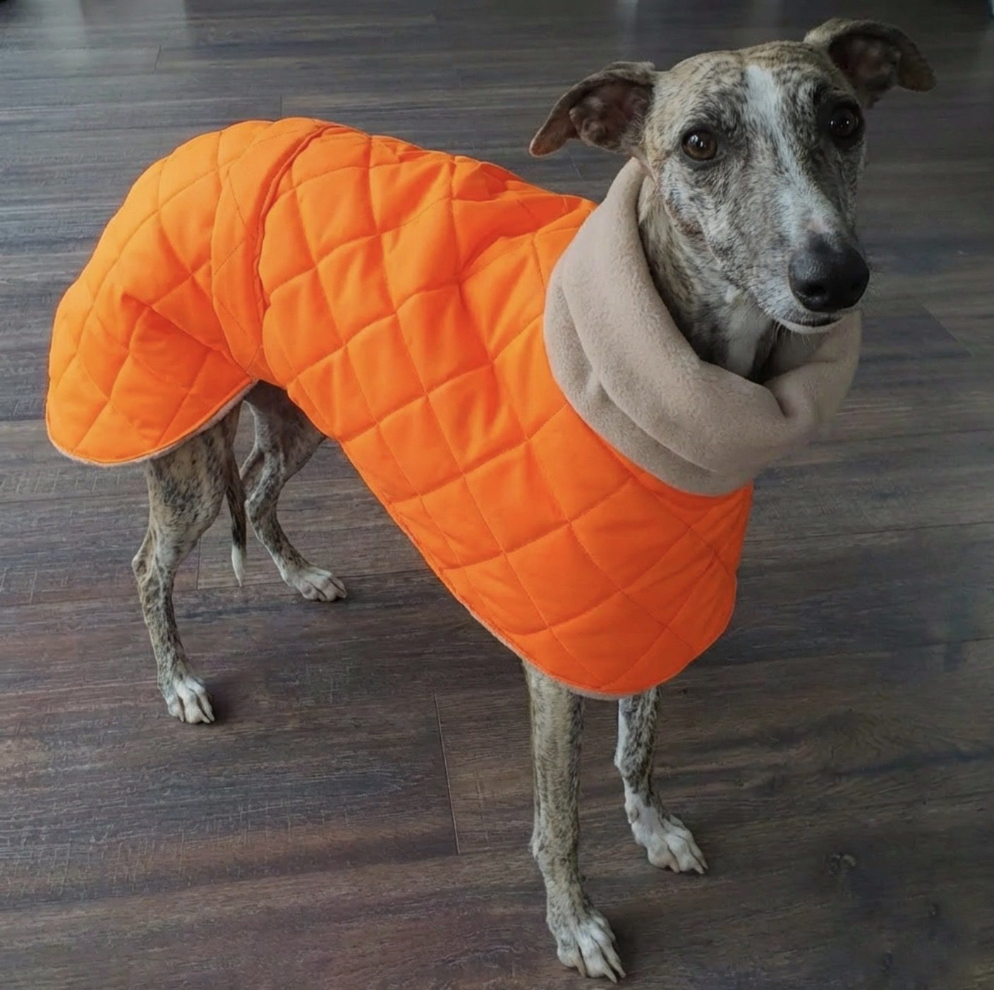 Hi vis orange quilted waterproof whippet coat for greyhounds and sighthounds side profile