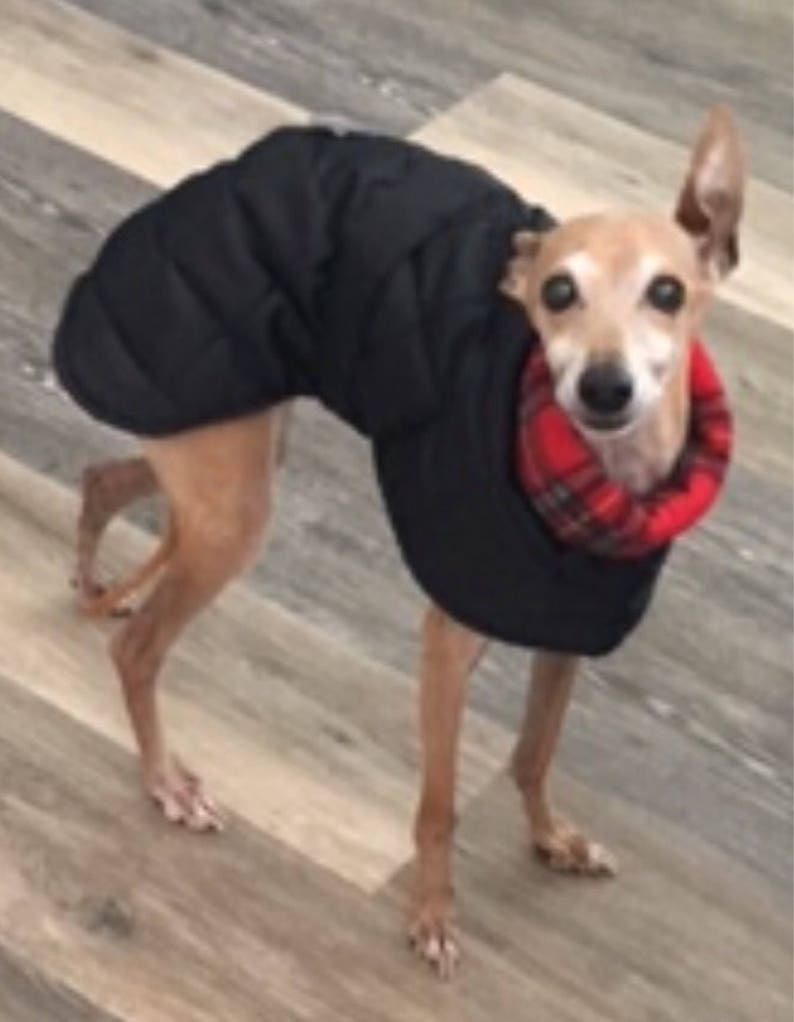 Italian Greyhound winter coats - Image 6