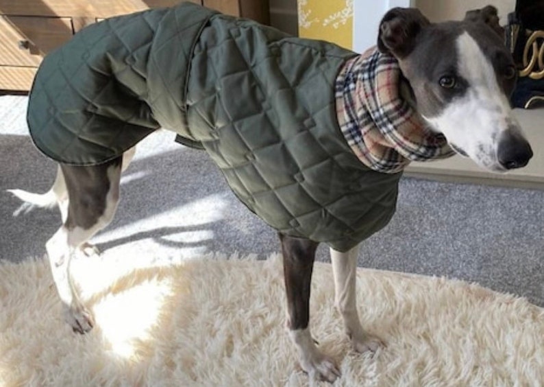 Italian Greyhound winter coats - Image 4