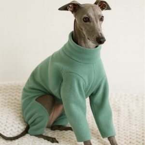 whippet wearing fleece pyjamas for warmth indoors sighthound clothing