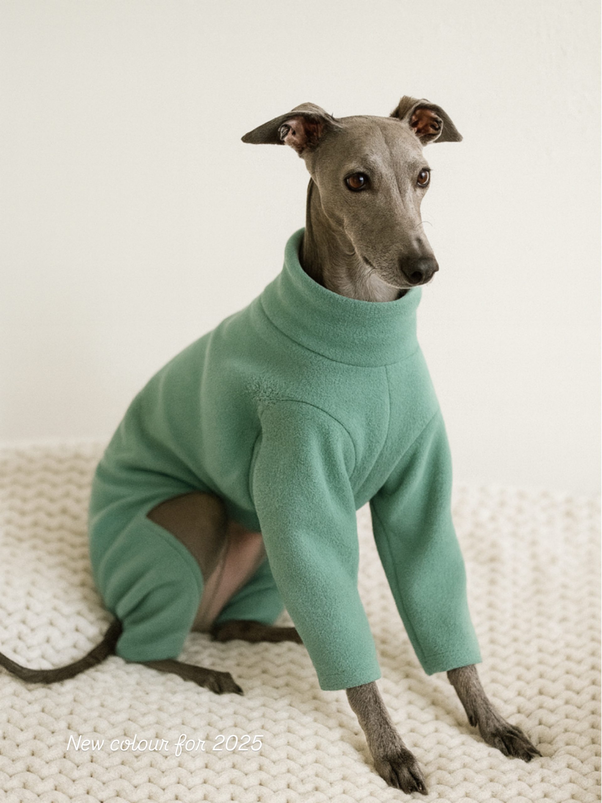 whippet wearing fleece pyjamas for warmth indoors sighthound clothing