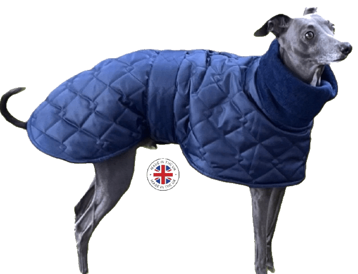 Navy blue Whippet coat , Greyhound, Lurcher and Italian Greyhound Coat - Image 2