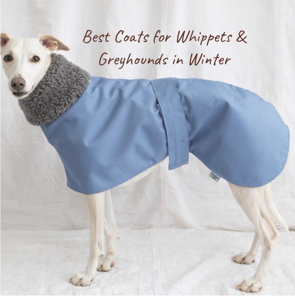 Best coats for whippets and greyhounds in winter