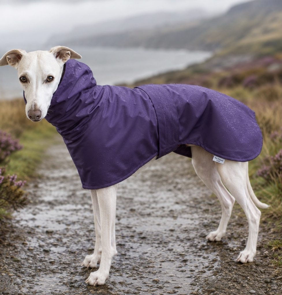 White whippet wearing a purple raincoat