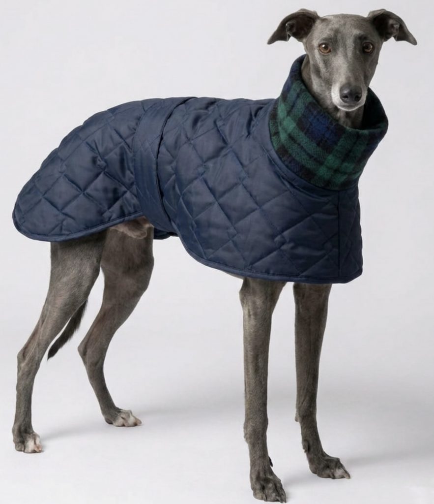 A whippet wearing a waterproof winter coat