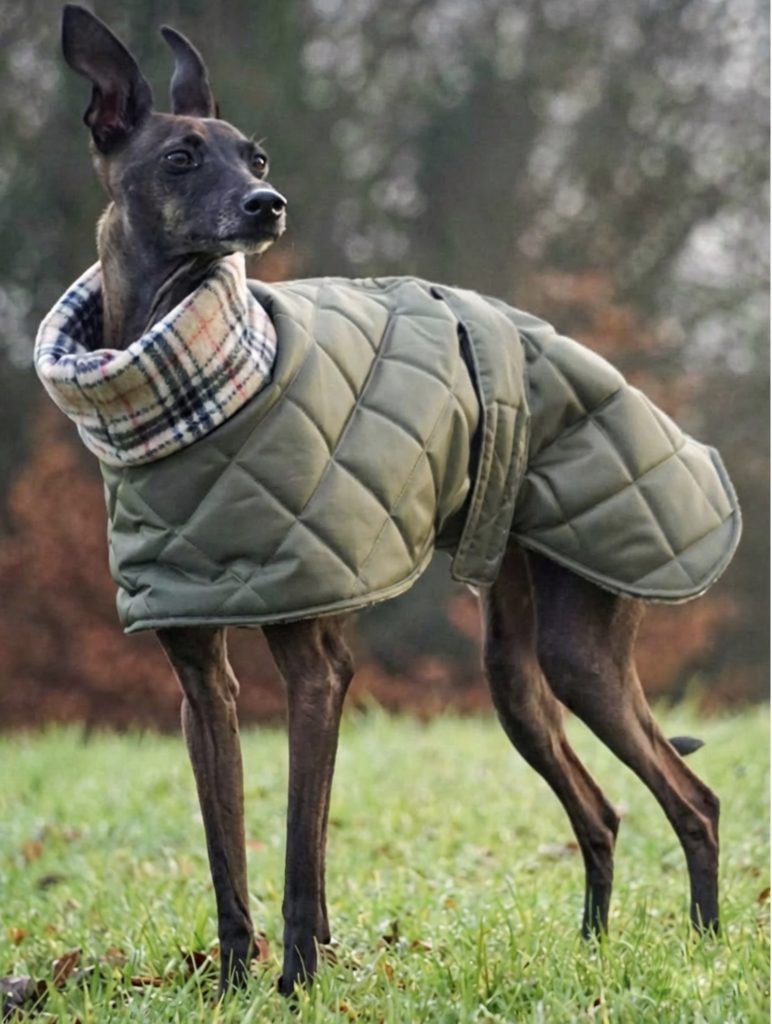 Italian greyhound wearing a olive quilted winter coat